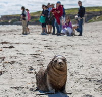 Kangaroo Island in a Day Tour from Adelaide - Accommodation in Brisbane