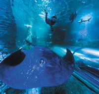 Snorkel with Sharks at AQWA - Accommodation in Brisbane
