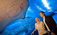 Glass Bottom Boat & Entry At AQWA - thumb 4