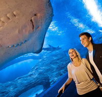 Dive with Sharks at AQWA - Accommodation in Brisbane