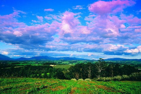 Yarra Valley Wine And Cider Tours By Classic Convertibles From Melbourne - Accommodation in Brisbane 3