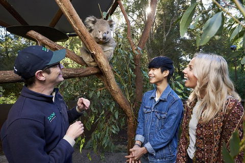 VIP Sanctuary Tour At Healesville Sanctuary Ticket - Accommodation in Brisbane 1
