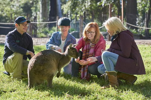 VIP Sanctuary Tour At Healesville Sanctuary Ticket - Accommodation in Brisbane 2