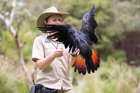 VIP Sanctuary Tour At Healesville Sanctuary Ticket - Accommodation in Brisbane 5