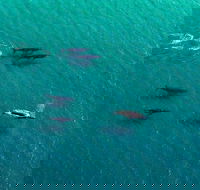 40-45 Minute Port Stephens and Stockton Beach Helicopter Flight - For 2 - Accommodation in Brisbane