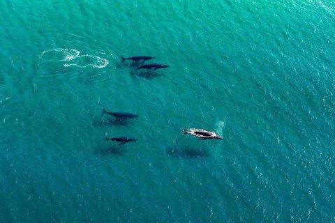 40-45 Minute Port Stephens And Stockton Beach Helicopter Flight - For 2 - Accommodation in Brisbane 0