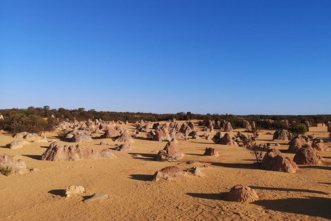 Pinnacles Day Trip From Perth Including Yanchep National Park - Accommodation in Brisbane 3