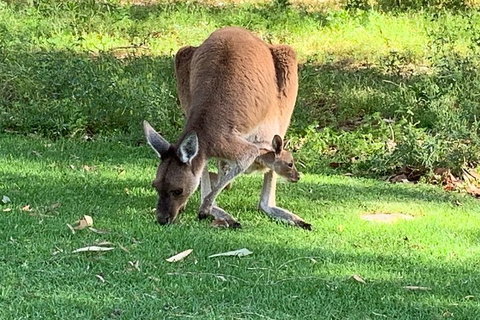 Pinnacles Day Trip From Perth Including Yanchep National Park - Accommodation in Brisbane 4