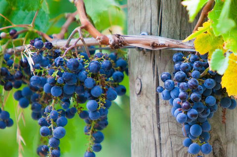 Yarra Valley, Dandenong Ranges Inc. Lunch With Wine,plus Morning Tea,chocolate - Accommodation in Brisbane 0