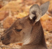 Australian animals Seascape and Sunset Photography Tour - Accommodation in Brisbane