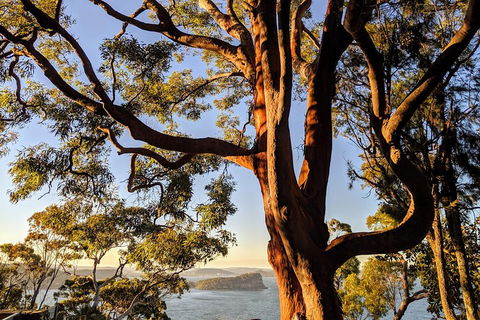 Manly & Sydney's Northern Beaches With 'Personalised Sydney Tours' - Accommodation in Brisbane 4