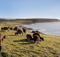 Kangaroo Island Personal Group Tours - Accommodation in Brisbane