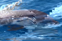 Book Viator Accommodation Vacations Accommodation in Brisbane Accommodation in Brisbane