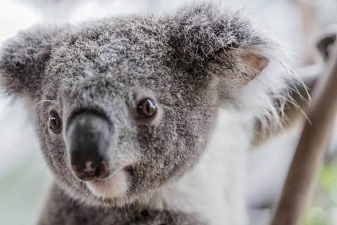 Ultimate Sydney Pass - Accommodation in Brisbane 2