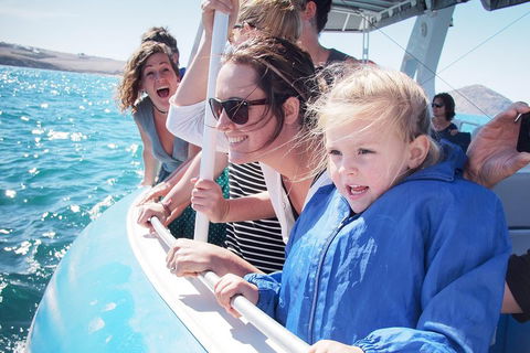 Southern Ocean Adventure From Victor Harbor - Accommodation in Brisbane 4