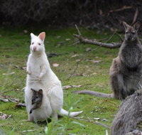 Full-Day Guided Bruny Island Tour from Hobart - Accommodation in Brisbane