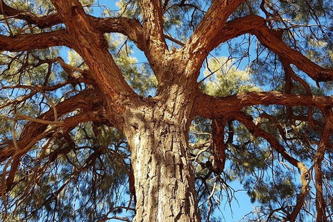 Mount Conner 4WD Small Group Tour From Ayers Rock Including Dinner - Accommodation in Brisbane 3