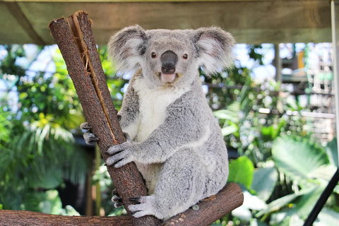 Cairns ZOOM And Wildlife Dome - Accommodation in Brisbane 0