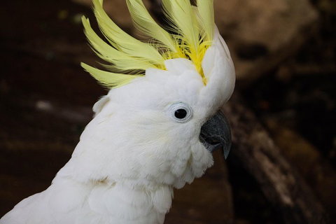 Cairns ZOOM And Wildlife Dome - Accommodation in Brisbane 2