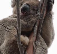2-Day Kangaroo Island 4WD Small-Group Tour from Adelaide - Accommodation in Brisbane