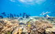 Outer Reef Pontoon Experience From Cairns - thumb 4