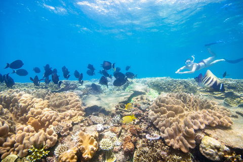 Outer Reef Pontoon Experience From Cairns - Accommodation in Brisbane 4
