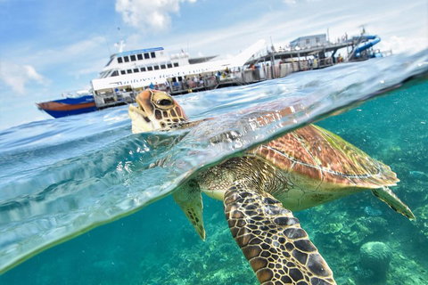 Outer Reef Pontoon Experience From Cairns - Accommodation in Brisbane 5