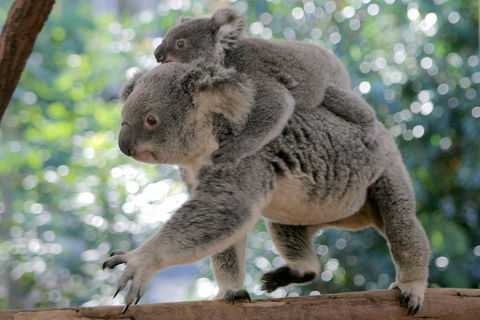 Lone Pine Koala Sanctuary Admission With Brisbane River Cruise - Accommodation in Brisbane 0