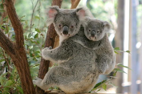 Lone Pine Koala Sanctuary Admission With Brisbane River Cruise - Accommodation in Brisbane 3