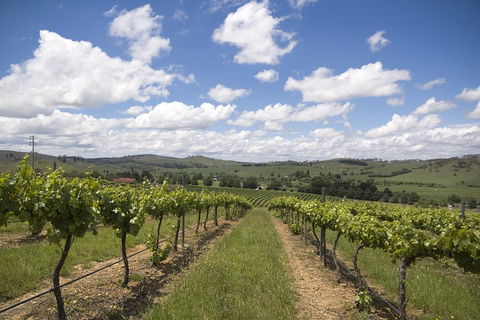 Hunter Valley Wine Tour From Sydney Incl Lunch, Cheese, Chocolate And Distillery - Accommodation in Brisbane 0